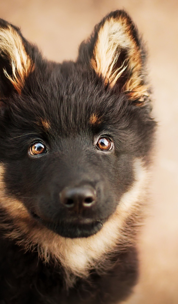 Морда щенка немецкой овчарки с умными глазами