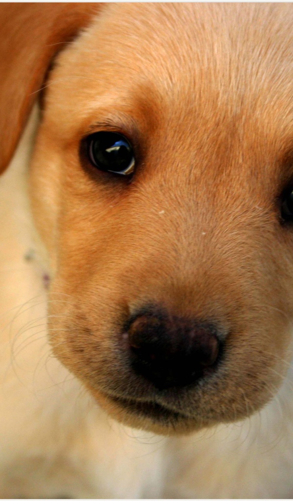 Морда маленького щенка с грустными глазами 