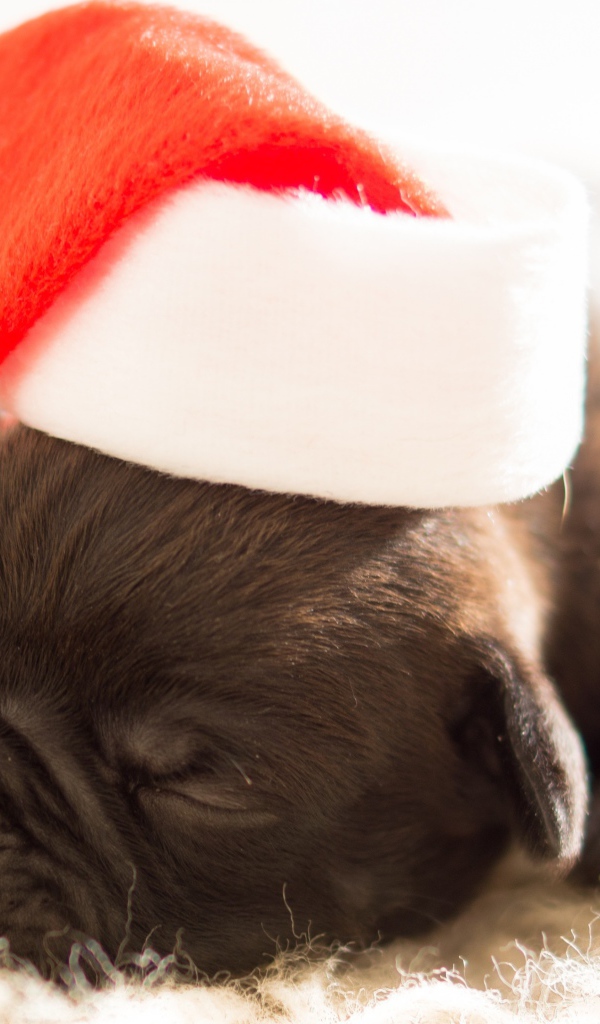 Новорожденный щенок в шапке Деда Мороза на новый 2018 год собаки