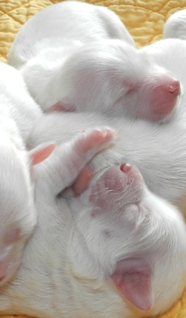 Новорожденные белые щенята 