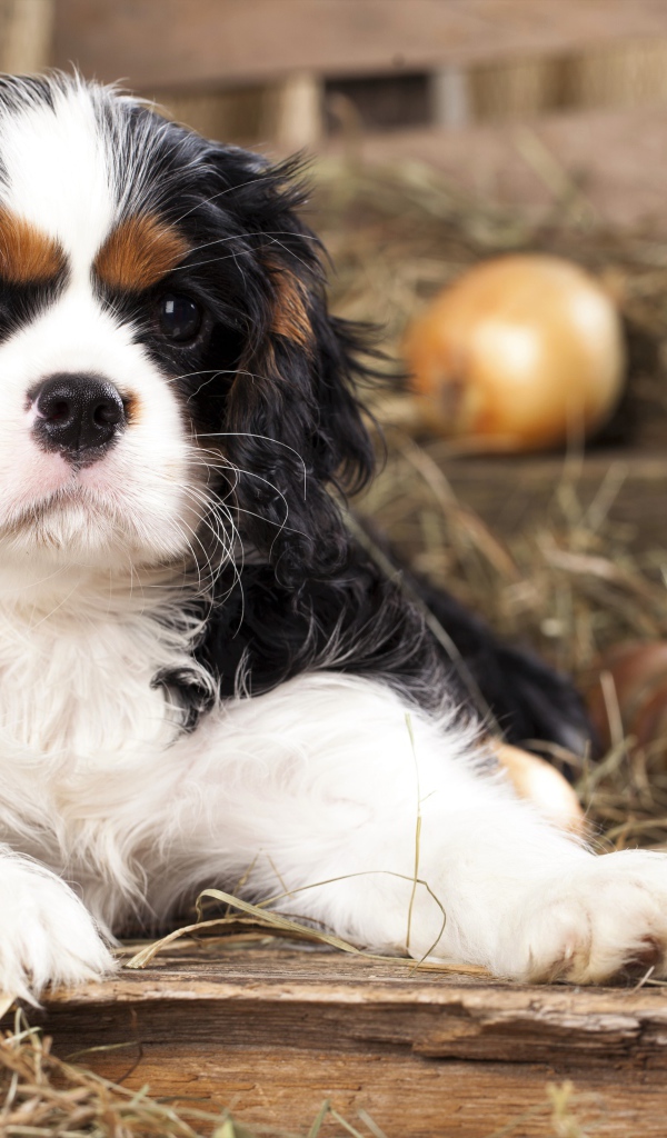 Щенок Кавалер Кинг Чарльз Спаниель лежит на сухой траве