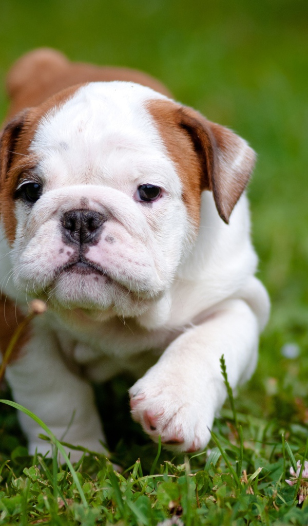 Щенок английского бульдога бежит по зеленой траве