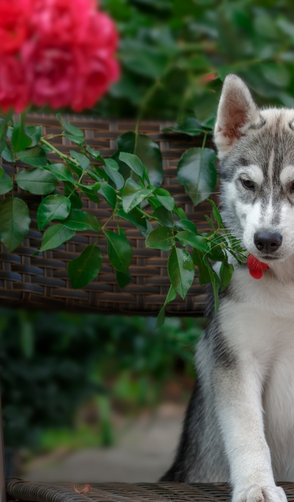 Щенок хаски стоит на стуле рядом с красными цветами