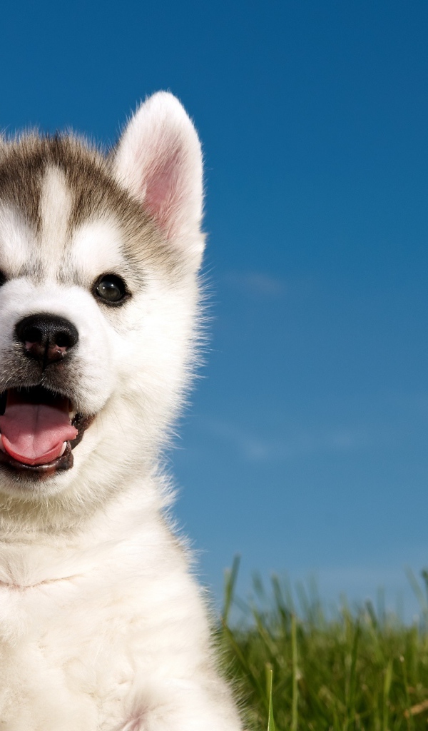 Щенок хаски с разными глазами на фоне голубого неба