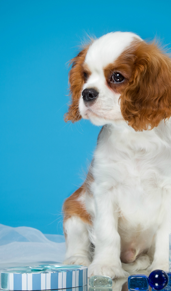 Щенок  Кинг Чарльз Спаниель на голубом фоне