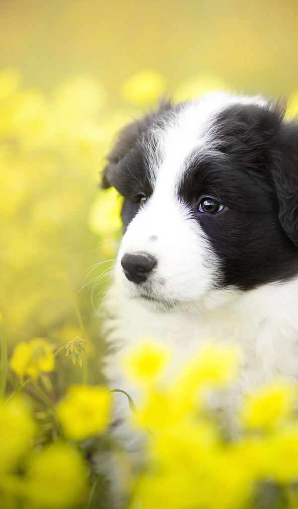 Щенок породы бордер-колли сидит в желтых цветах 