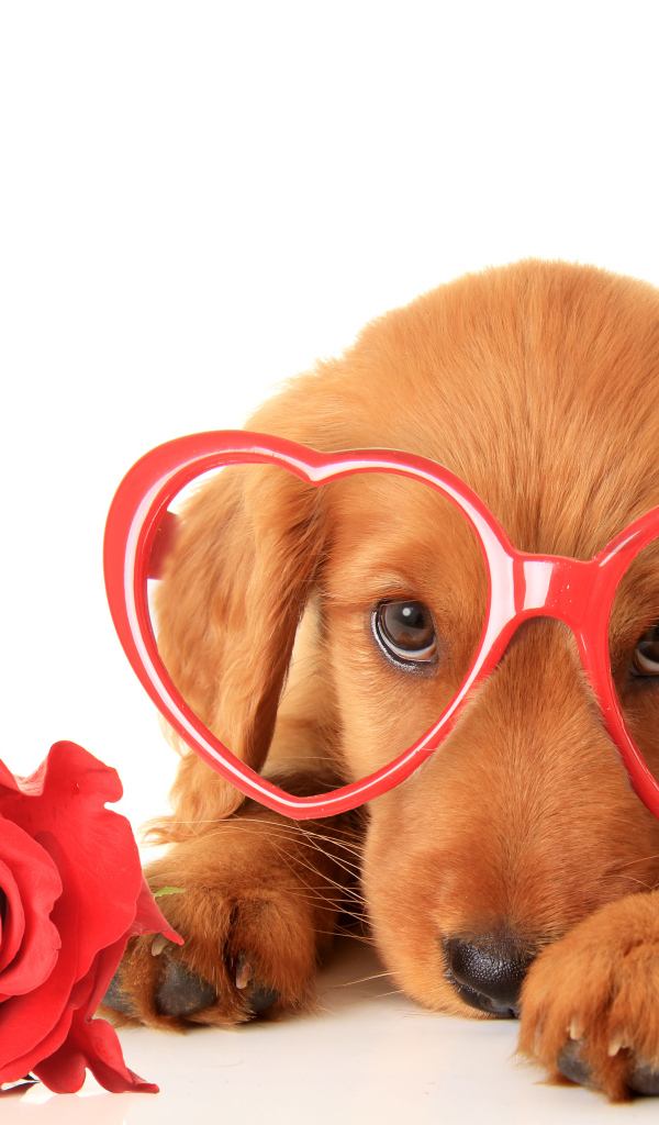 Щенок в очках и красным цветком розы на белом фоне