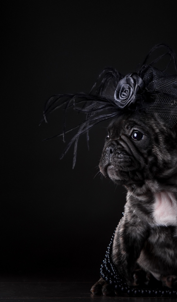 Щенок французского бульдога с украшением на голове на черном фоне