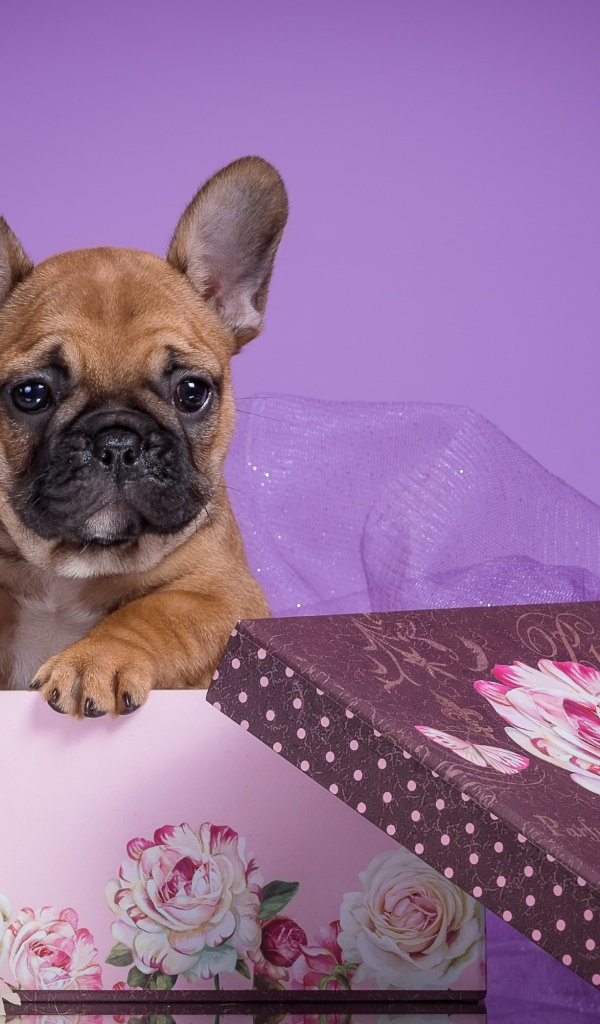 Щенок бульдога в подарочной коробке на фиолетовом фоне