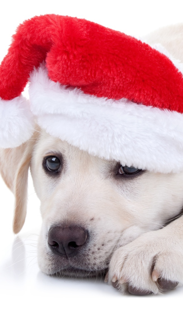 Щенок золотистого ретривера в красной шапке на Новый год на белом фоне