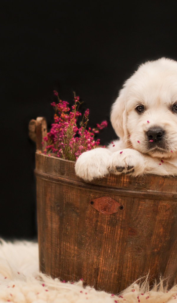 Щенок золотистого ретривера в деревянном ведре с цветами