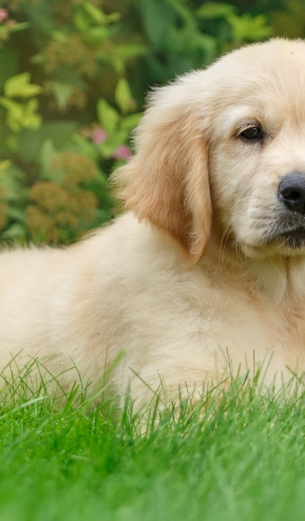 Щенок золотистого ретривера лежит на зеленой траве