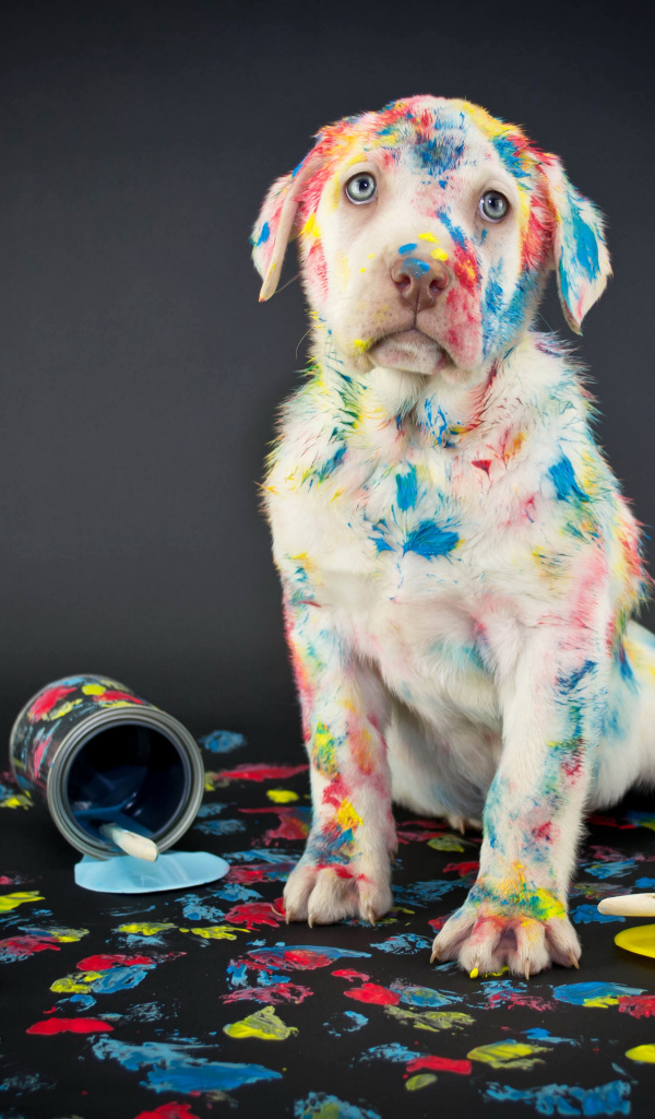 Щенок золотистого ретривера вымазался в краску