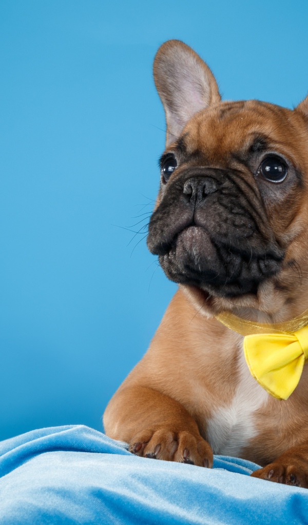 Щенок французского бульдога с желтым бантом 