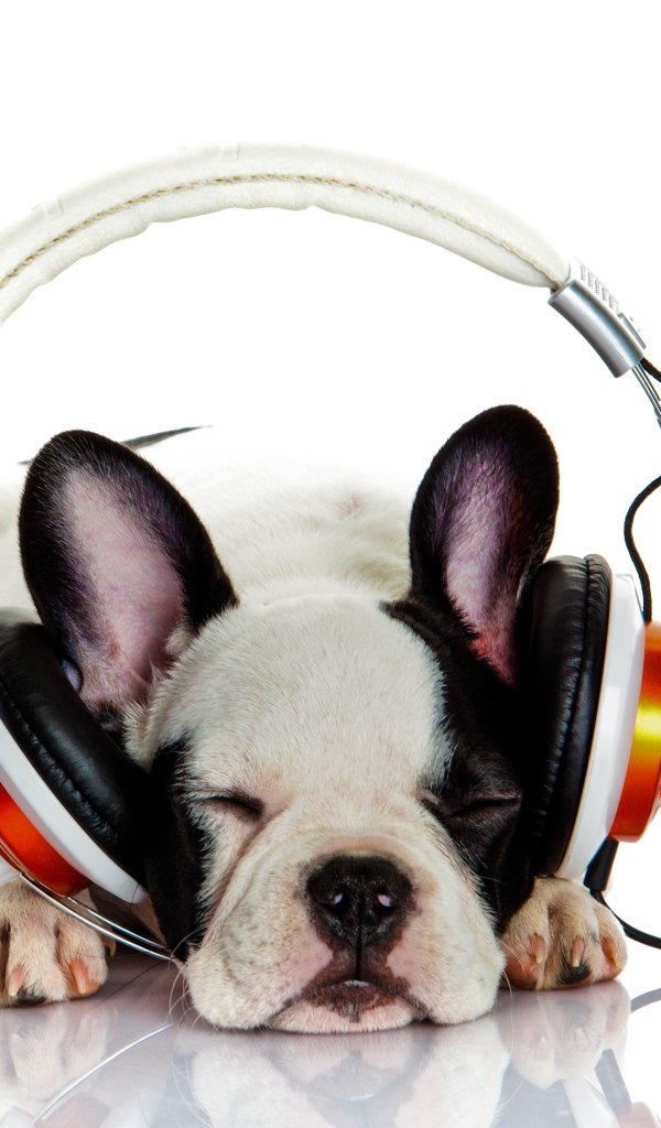 Щенок французского бульдога в наушниках 