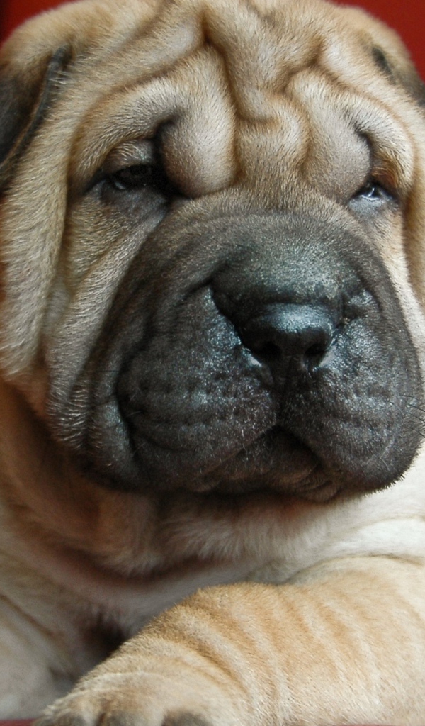 Щенок шарпея на красном фоне 