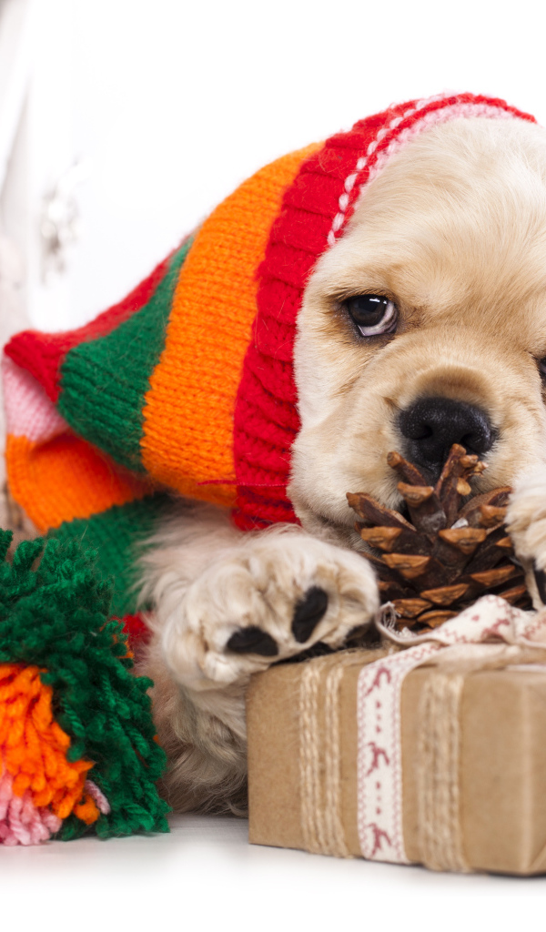 Щенок спаниеля в шапке с подарками