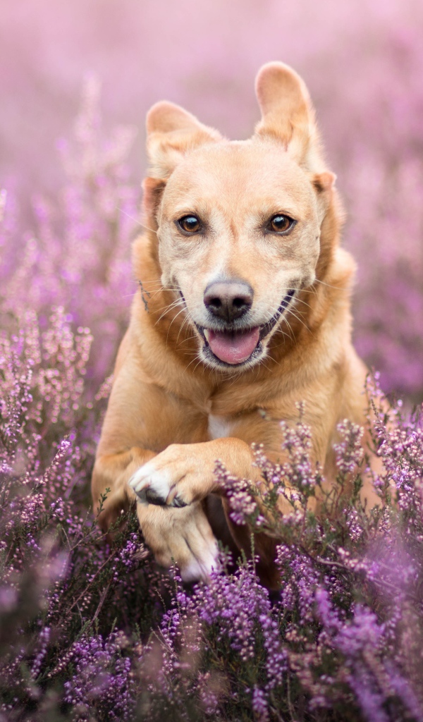 Рыжая собака с высунутым языком бежит по полю с сиреневыми цветами