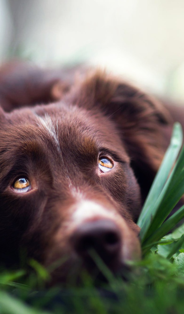 Грустная Австралийская Овчарка лежит в цветах нарциссах