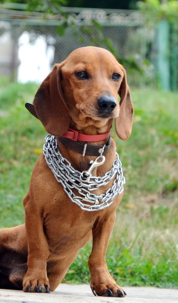 Грустная такса с цепью на шее