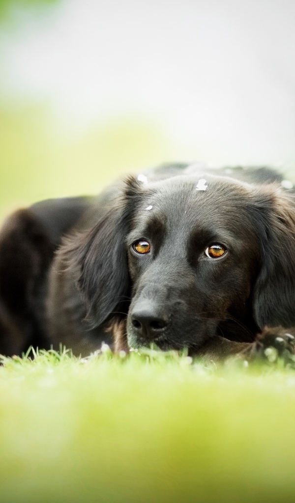 Грустный черный пес лежит на зеленой траве