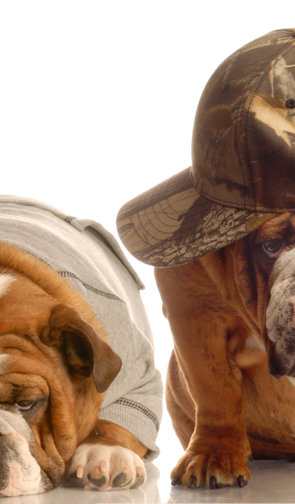 Грустные бульдоги в костюмах на белом фоне