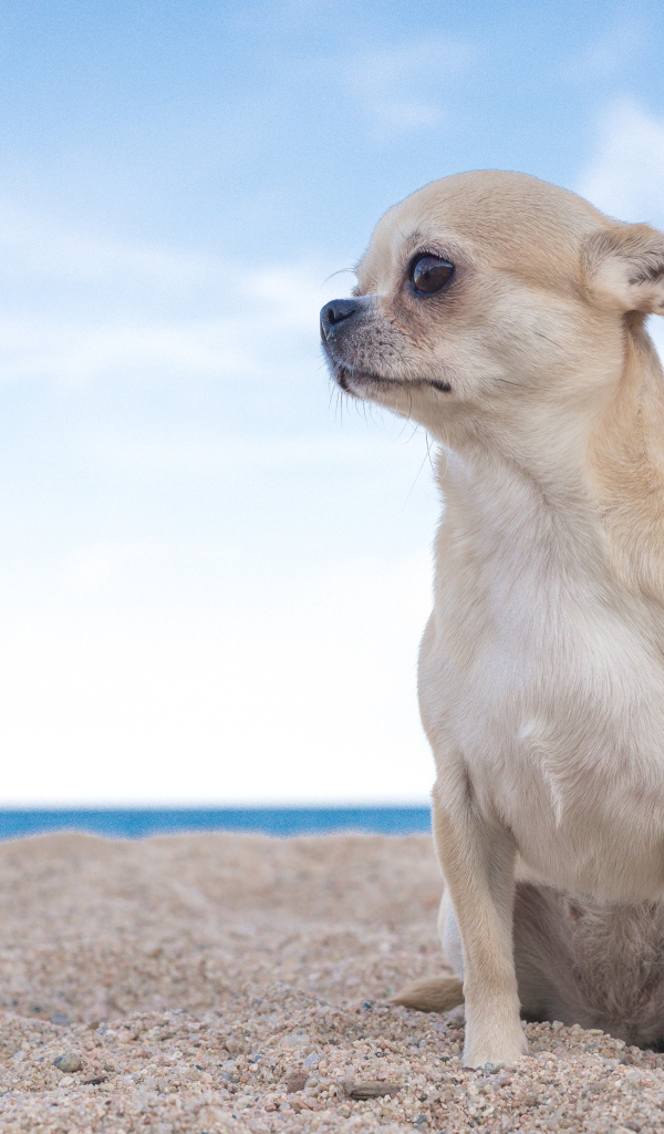 Грустный чихуахуа  сидит на песке у моря