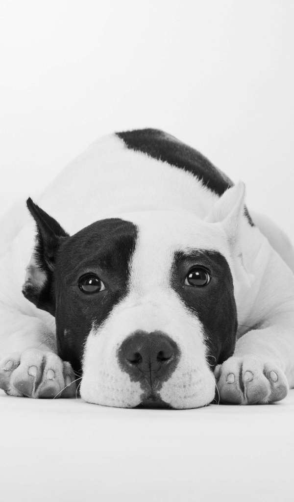 Грустный дог черно -белое фото