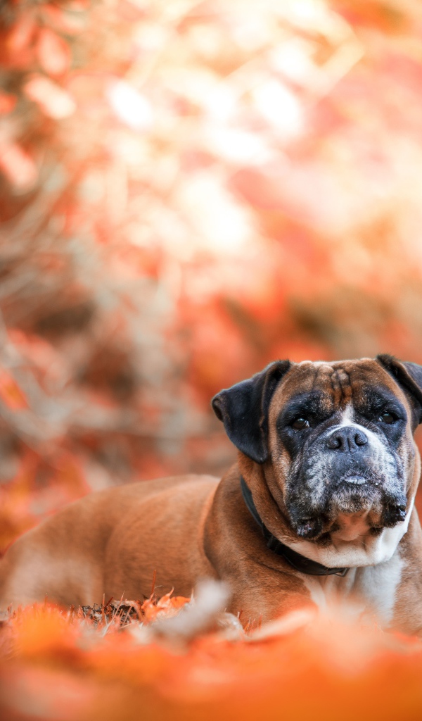 Грустная собака породы боксер лежит на опавшей листве