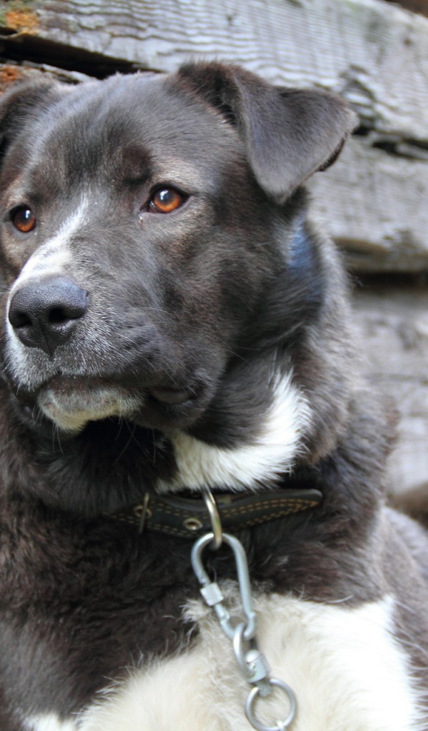 Грустный пес на цепи 