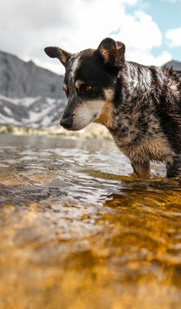 Грустная собака стоит в воде
