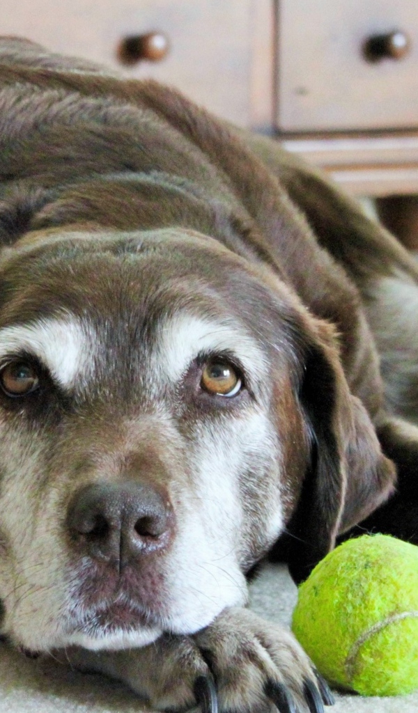 Грустная собака с теннисным мячом  