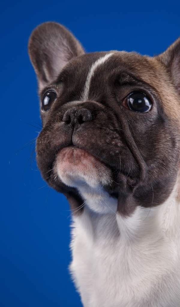 Грустный маленький французский бульдог на голубом фоне