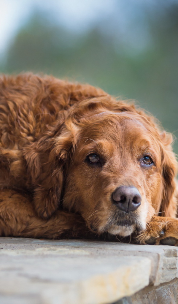 Грустный взгляд большой рыжей собаки