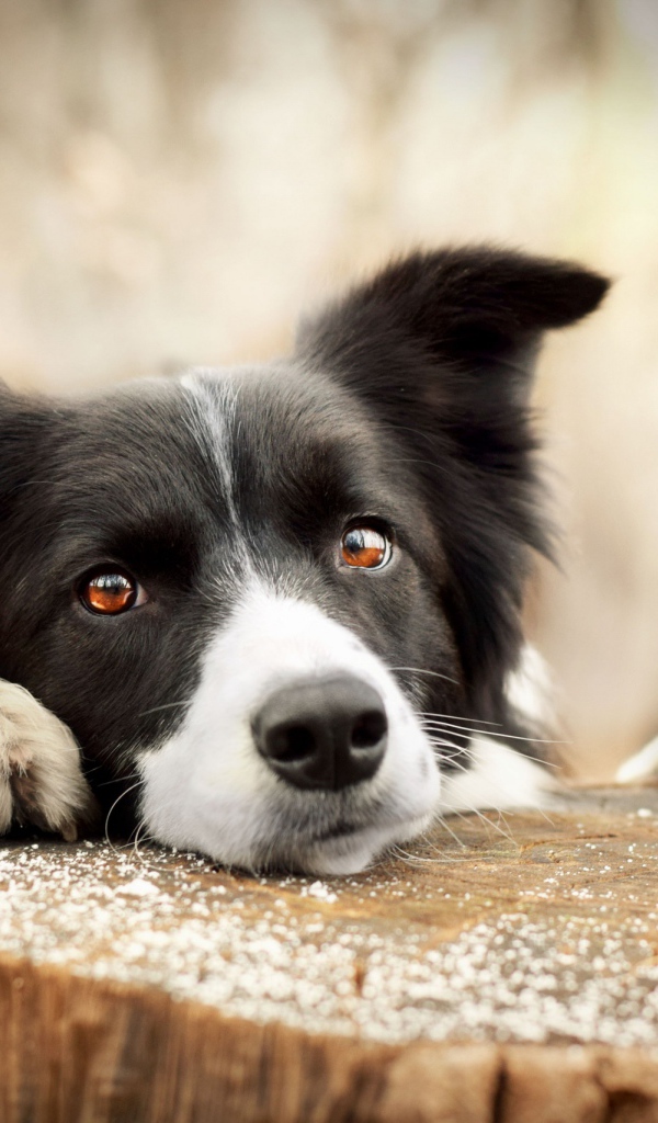 Грустный взгляд собаки породы бордер-колли