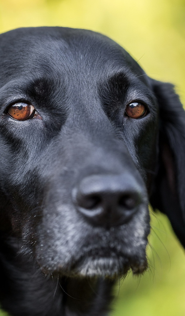 Грустная морда черного лабрадора