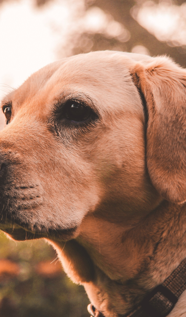 Грустная морда собаки породы золотистый ретривер