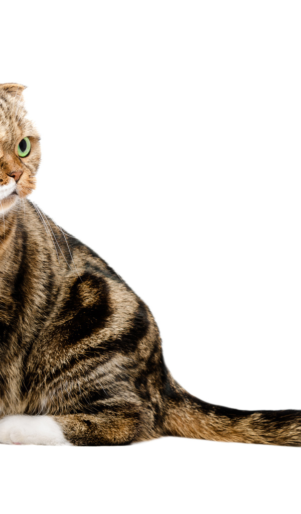 Шотландский вислоухий кот на белом фоне