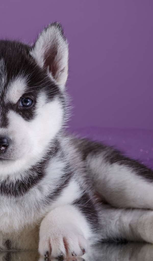 Серьезный щенок хаски лежит на фиолетовом фоне