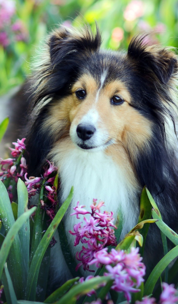 Собака породы Шелти в розовых цветах гиацинта 