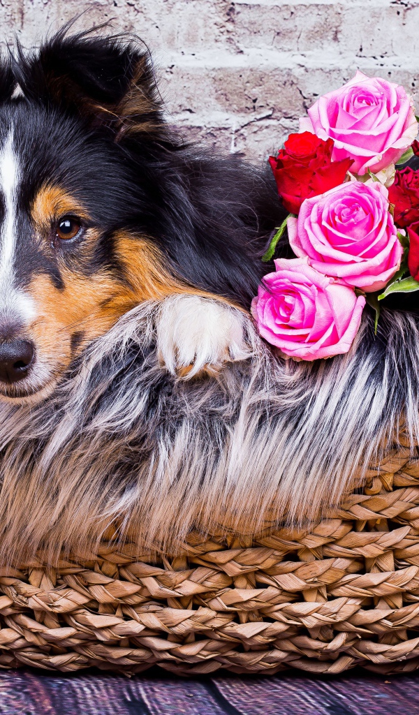Собака породы Шелти лежит в корзине с розами 
