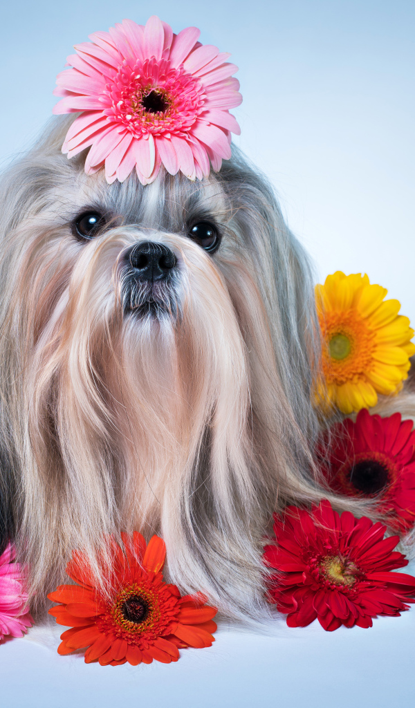 Sweet dog breed shih-tzu with multi-colored gerbera flowers