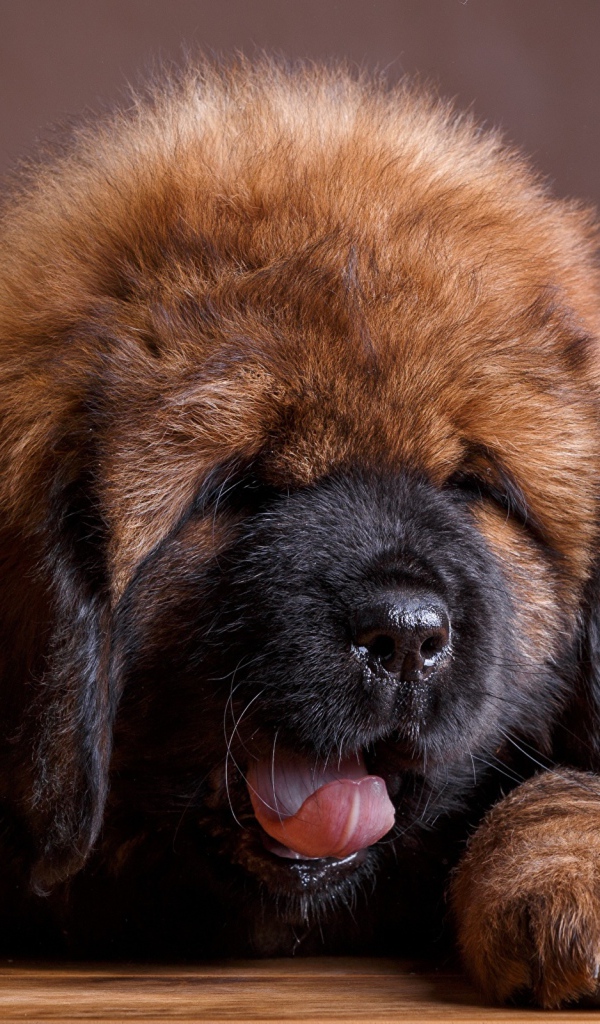 Милый пушистый щенок тибетского мастифа с высунутым языком