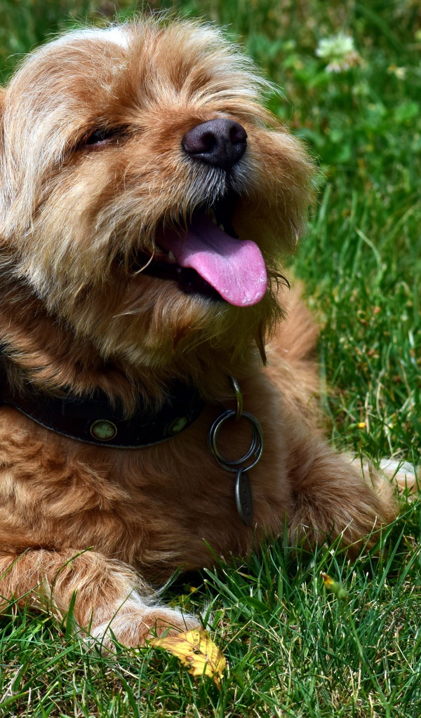 Терьер с высунутым языком лежит на зеленой траве