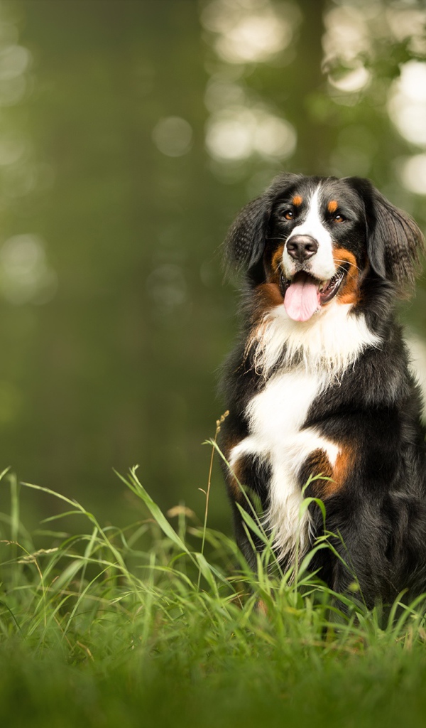 Бернский зенненхунд сидит на зеленой траве с высунутым языком