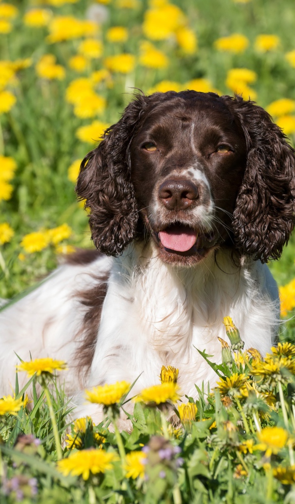 Кокер- спаниель лежит в желтых цветах одуванчика