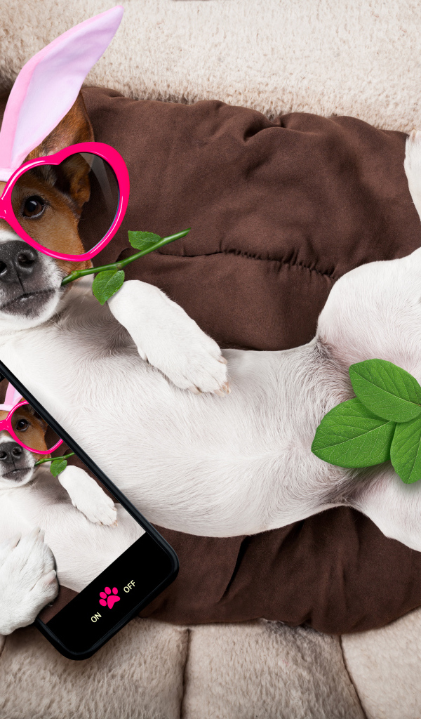 Собака породы джек-рассел-терьер в смешных очках делает селфи