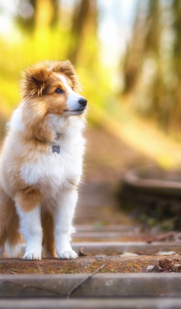 Собака породы Шетландская овчарка стоит на железнодорожных рельсах