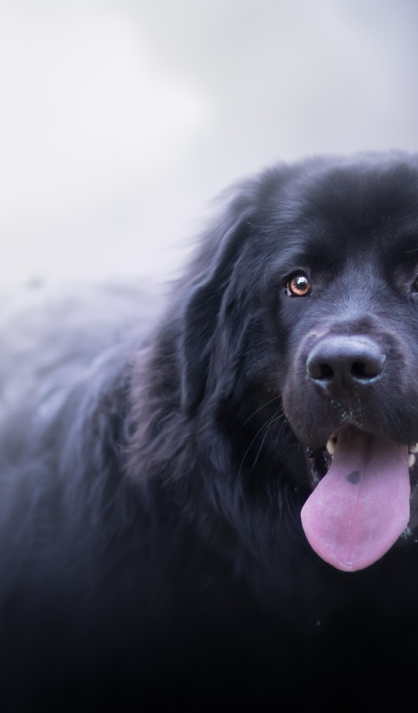Большой черный пес с высунутым языком