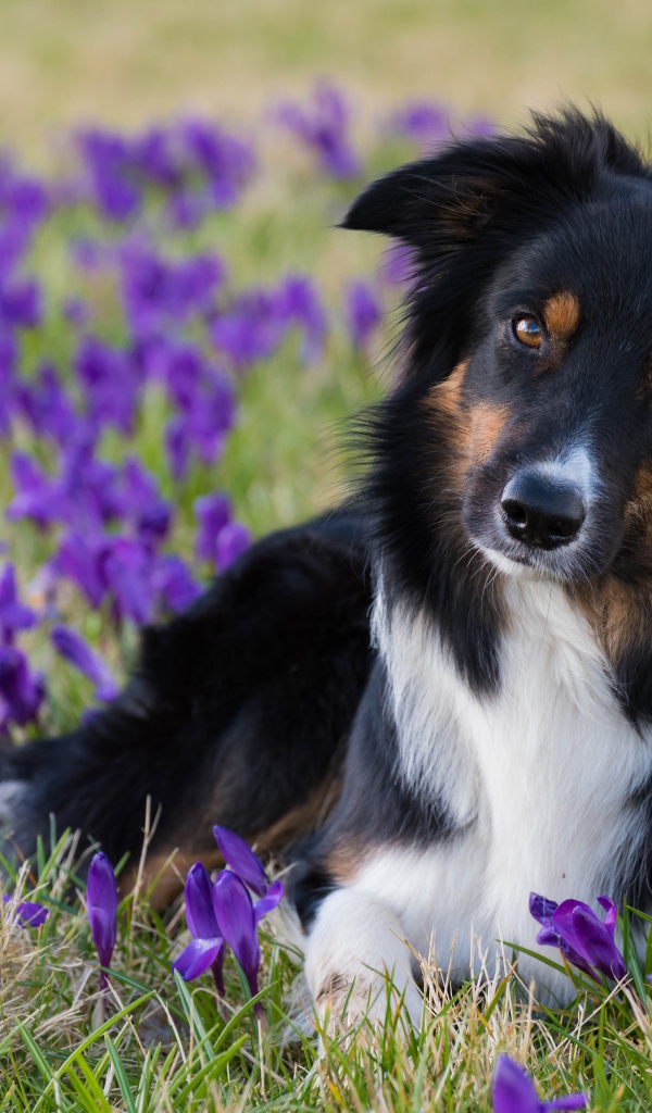 Пес лежит на поляне из крокусов 